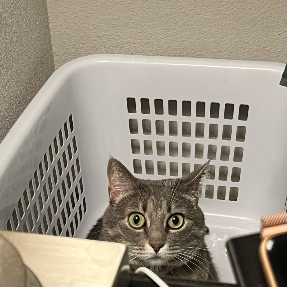 Like to know when I’m live! Giving great deals and giveaways - Picture 3 of 5